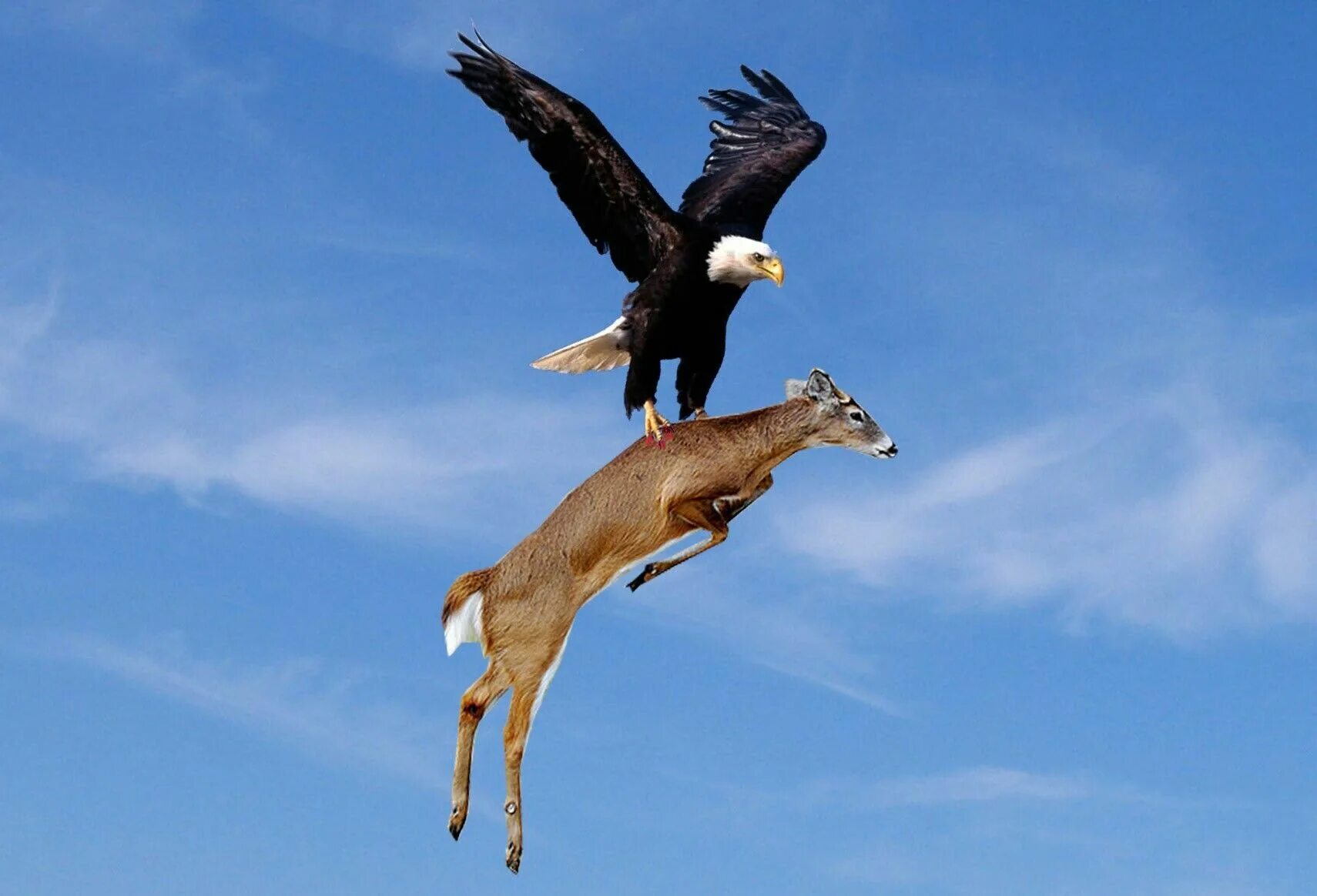 Hunt eagle. The eagle hunter. Крылья орла. Охота с беркутом. Монголия орлиная охота.