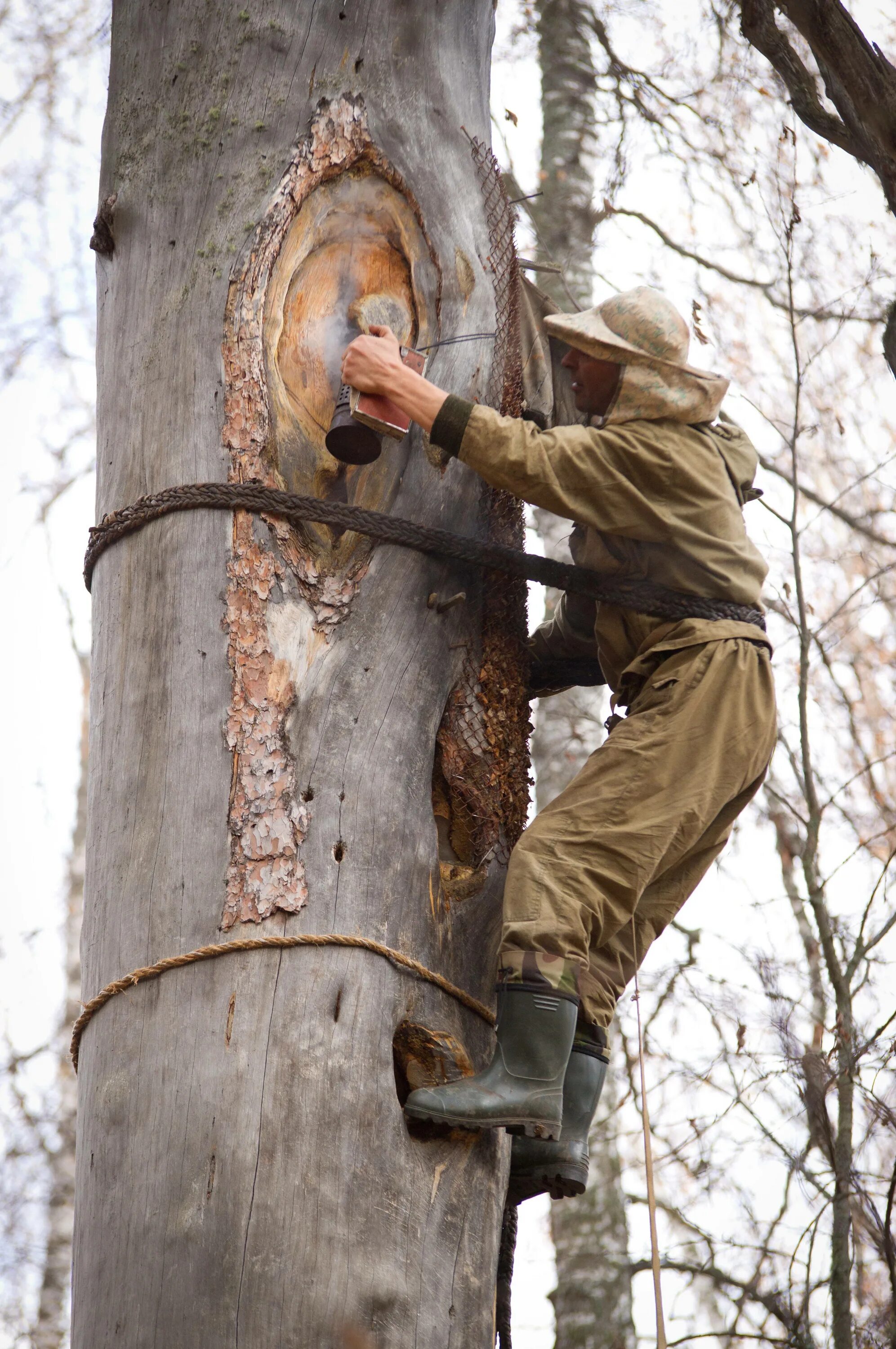 Дикий мед бортничество. Бортничество древних славян. Бортничество это. Бортевое пчеловодство в башкирии. Дикий мед бортничество.