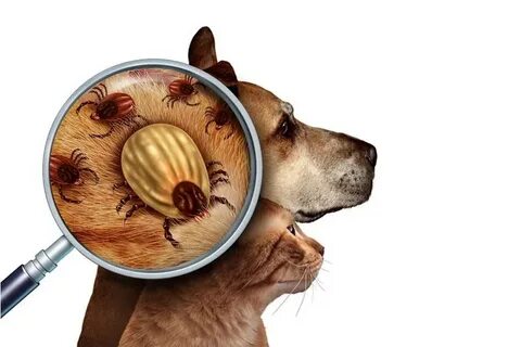 Опасность клещей для собак