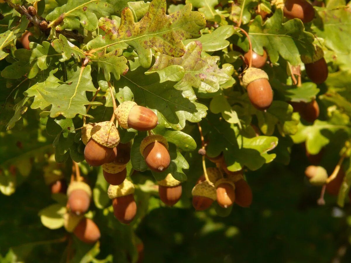 Quercus robur цветки. Quercus robur желудь. Дуб черешчатый (quercus robur l. Дуб черешчатый плод. Дуб черешчатый (quercus robur l.