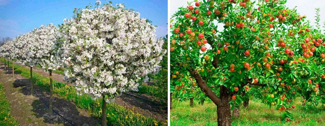 Карликовые яблони для подмосковья. Полукарликовые яблони. Яблоня полукарлик. Яблоня карликовая с2l. Яблоня шарообразная крона.