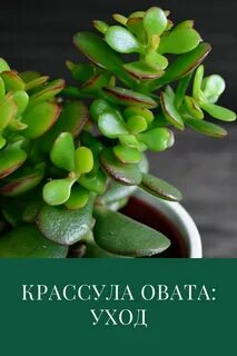 Фото денежных цветов