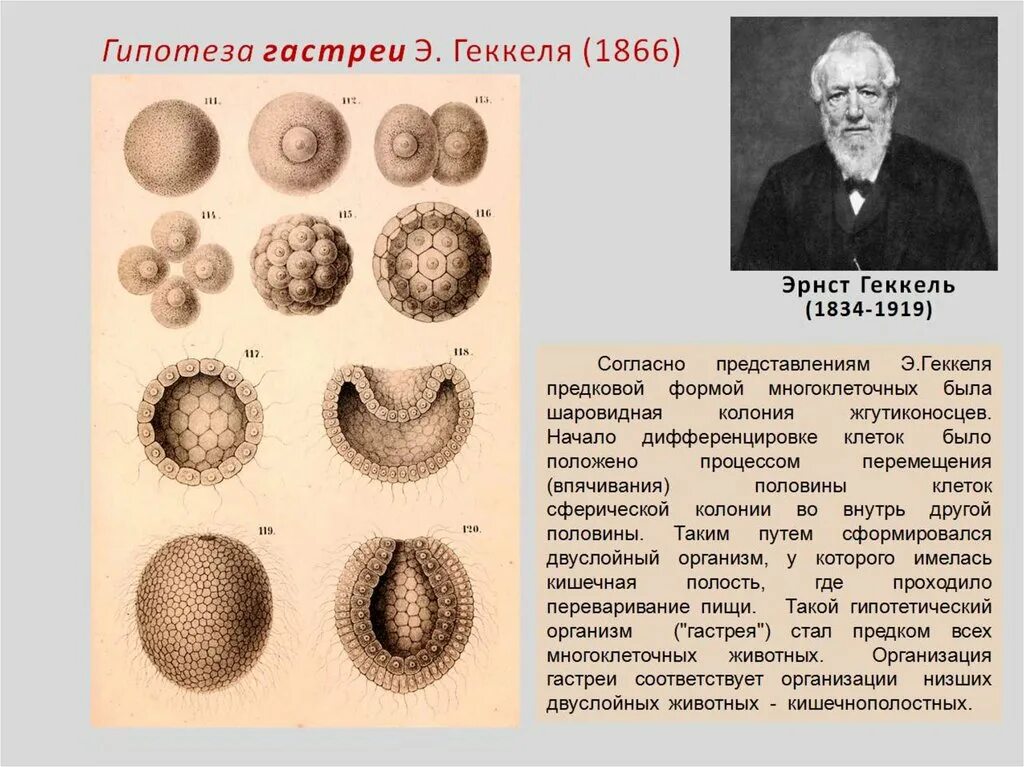 Появление многоклеточности привело. Теория гастреи Геккеля. Теория многоклеточности Мечникова. Гипотеза гастреи Геккеля. Теория гастреи теория возникновения многоклеточности Эрнст Геккель.