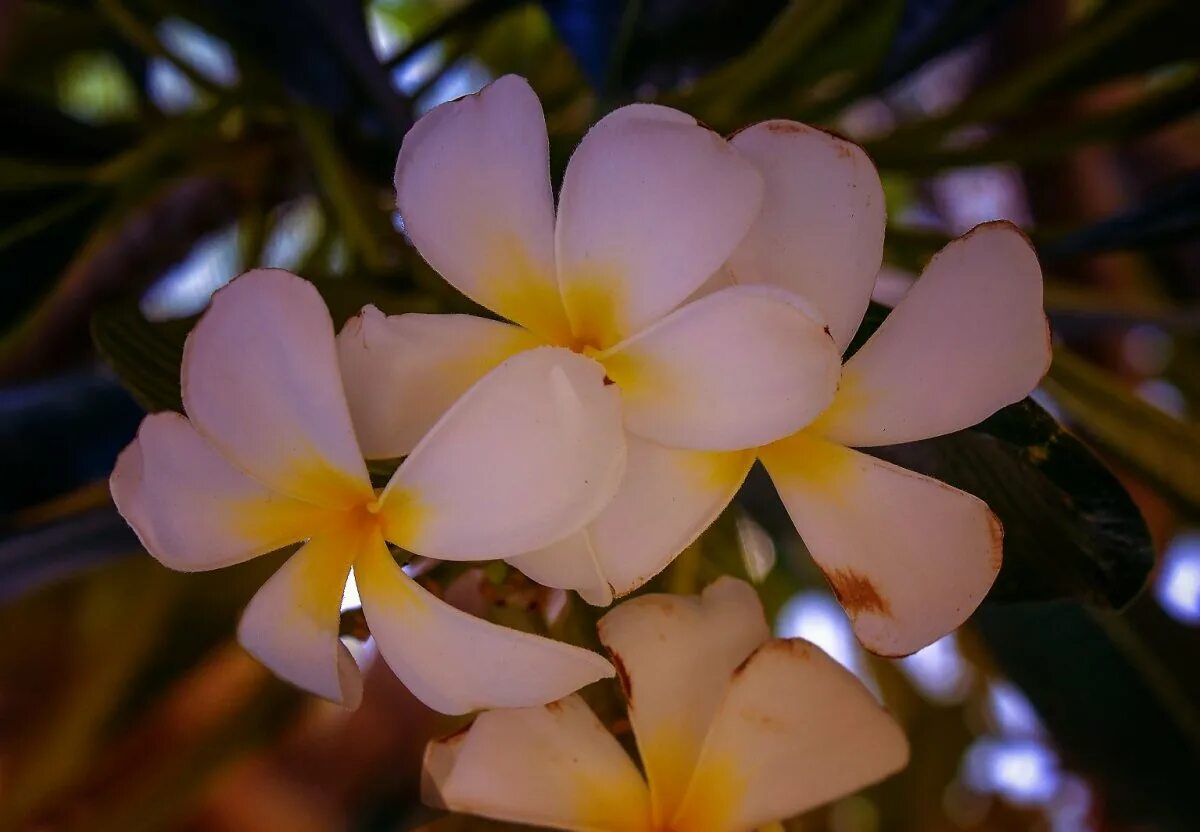 Cerbera odollam. Дерево плюмерия франжипани. Цветы мангового дерева. Цветение манго. Франжипани кришна.