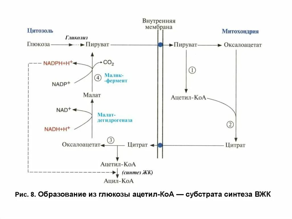 Глюкоза ацетил коа. Синтез ВЖК из ацетил КОА. Гликолиз пирувата. Синтез KOA из Глюкозы. Аэробный гликолиз ацетил КОА.