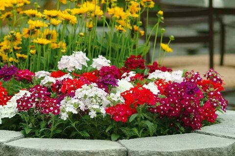 Клумба с низкорослыми многолетними цветами