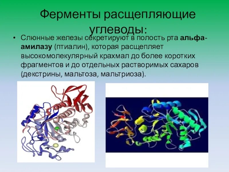 Назовите ферменты ротовой полости. Ферменты расщепляющие углеводы. Амилаза фермент. Фермент расщепляющий углеводы в ротовой полости. Ферменты гидролазы углеводов.