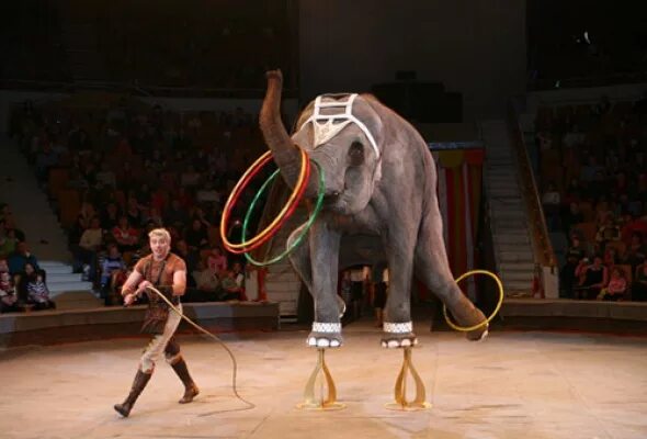 Цирк на фонтанке длительность. Цирк на фонтанке. Большой санкт-петербургский государственный цирк, санкт-петербург. Петербург. Цирк чинизелли санкт-петербург.