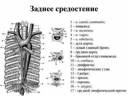 Заднее средостение