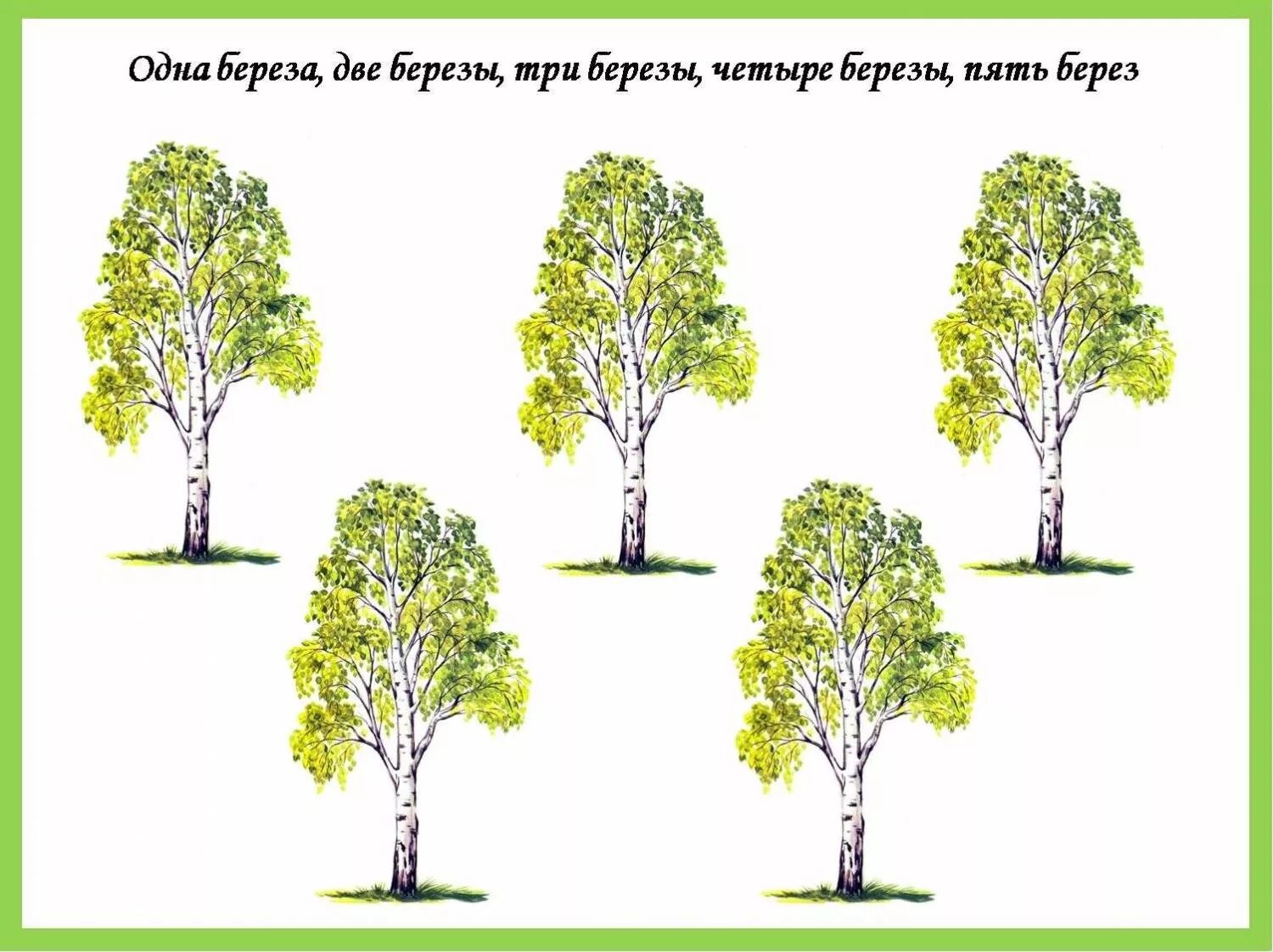 Высота разных деревьев