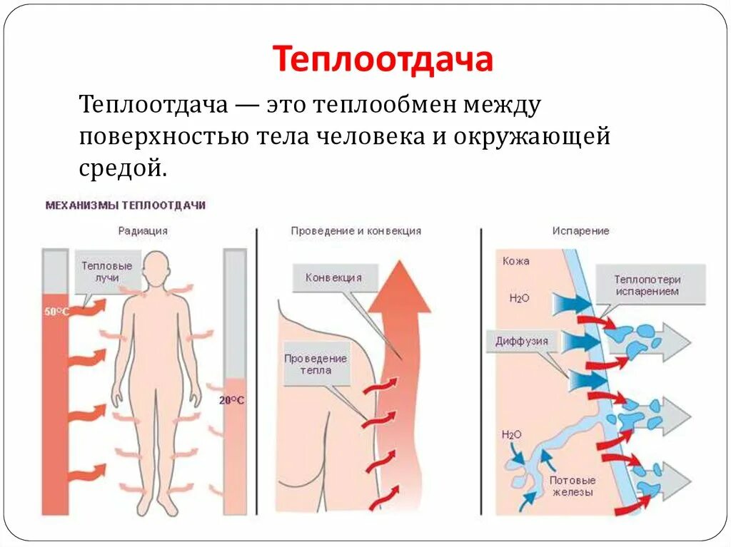 Терморегуляция теплопродукция и теплоотдача схема. . Механизмы теплоотдачи с поверхности. Схема теплоотдачи тела человека. Механизм теплоотдачи организма. Регуляция температуры кожей