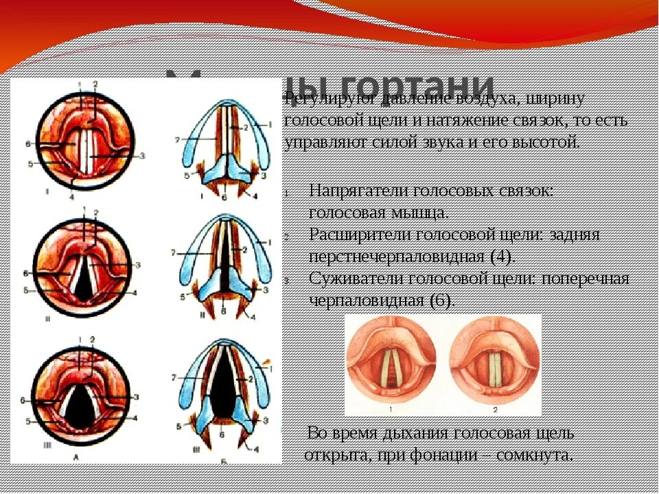 Удаление голосовых связок у собаки