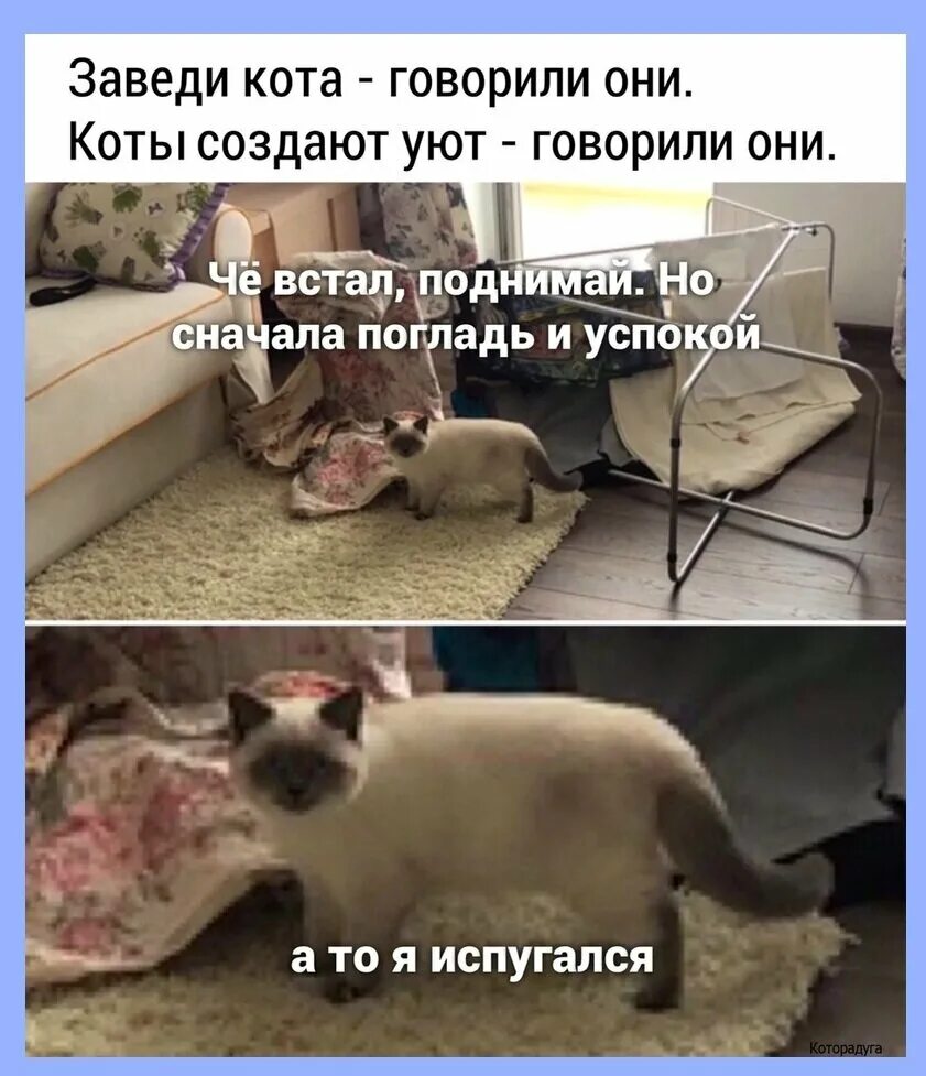 Приходи будет весело говорили они. Мемы про дрифт. Заведи кота. Шутки про дрифтеров. Заведи кота говорили они коты создают уют.