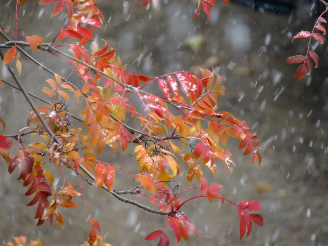 October first. Конец осени. Первый снег осенью. Ноябрь дождь. Ноябрь.