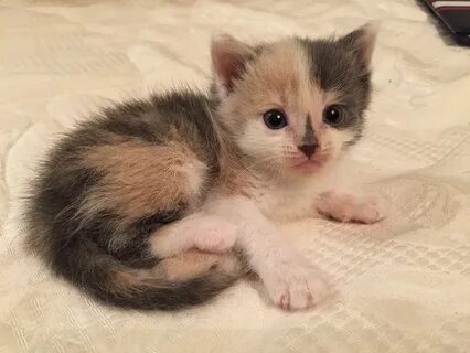 Котят которых продают
