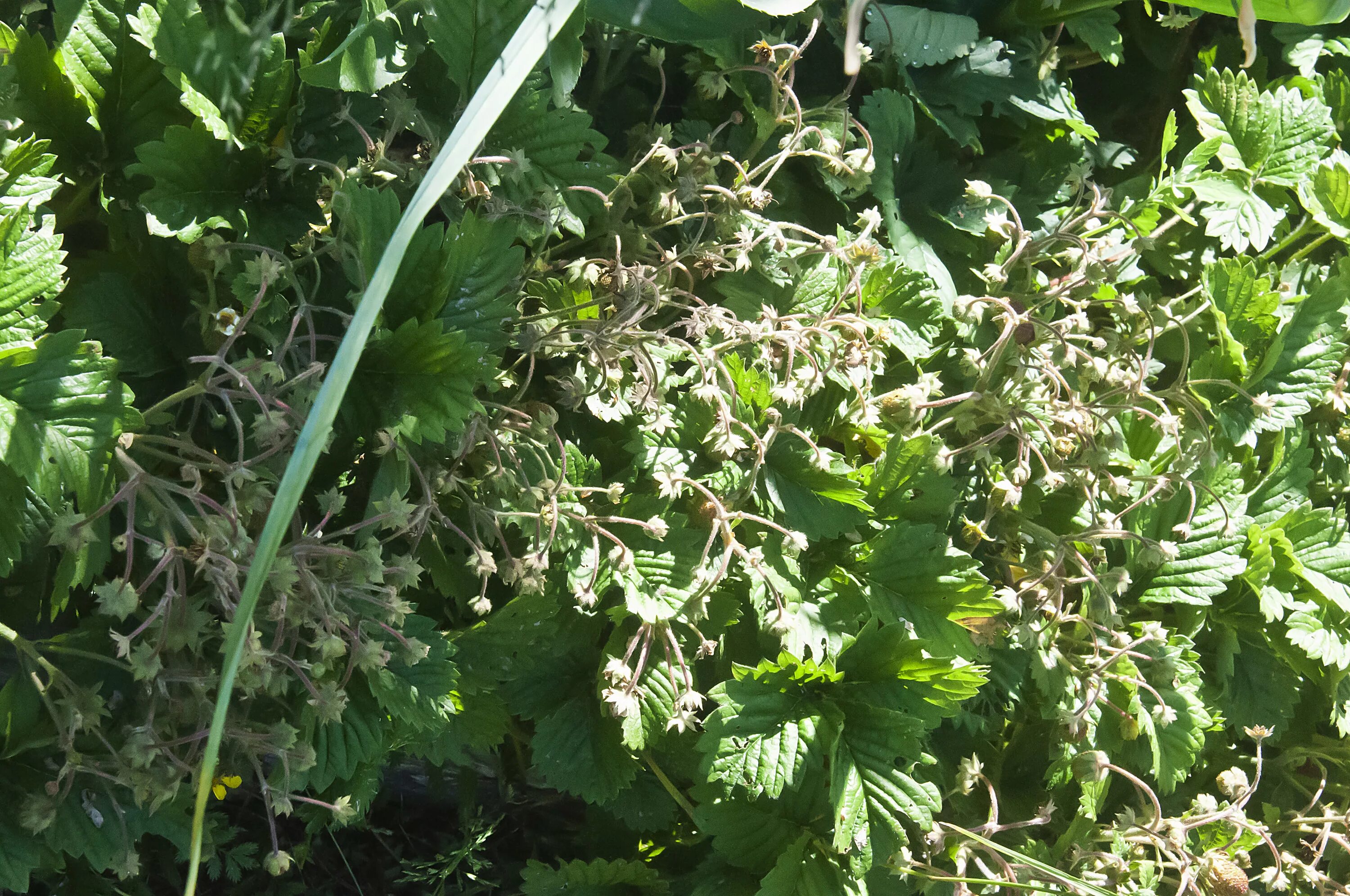 Клубника дубняк. Жмурка сорняк. Клубника сорняк. Клубника дубняк. Бахмутка, подвеска, жмурка и дубняк.