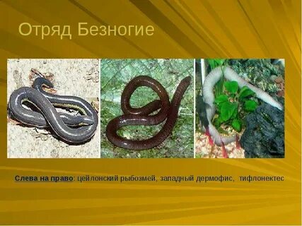 Представитель безногих