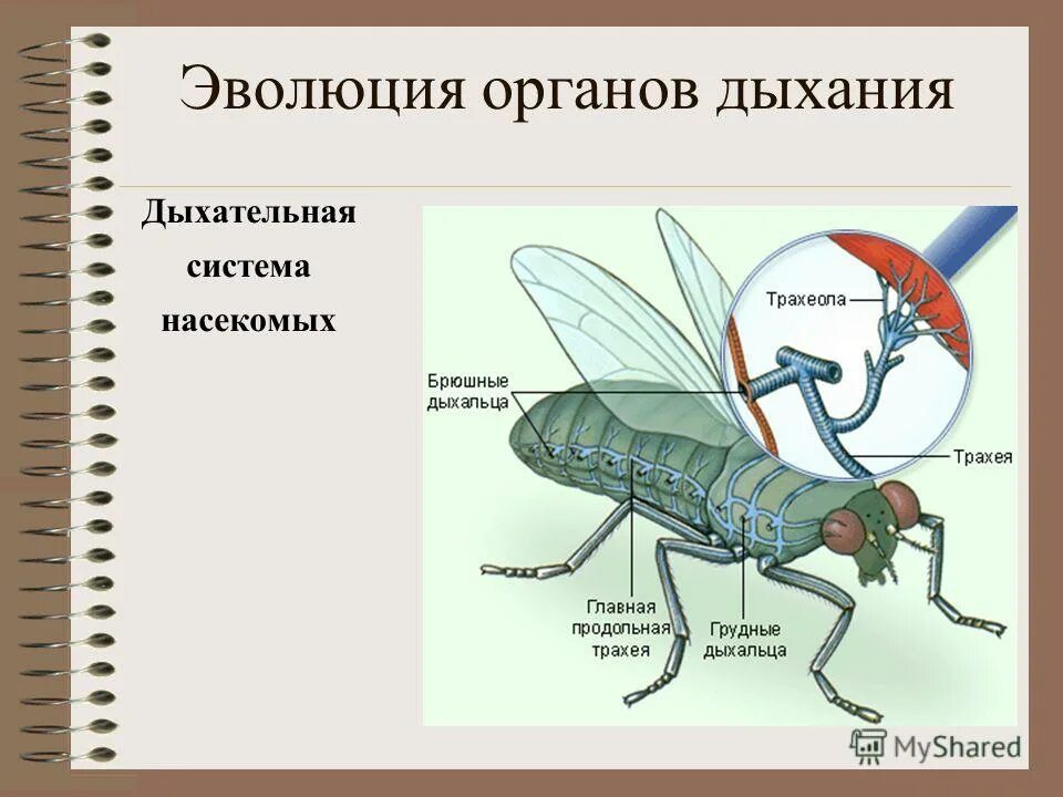 Дыхательная система насекомых. Органы дыхания насекомых. Эволюция дыхательной системы насекомых. Строение дыхательной системы насекомых. Насекомое работающая на органы