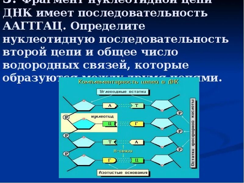 Нуклеотидная последовательность. Как определить водородные связи в ДНК. Нуклеотиды ДНК последовательность имеют. Фрагмент цепи ДНК имеет последовательность.