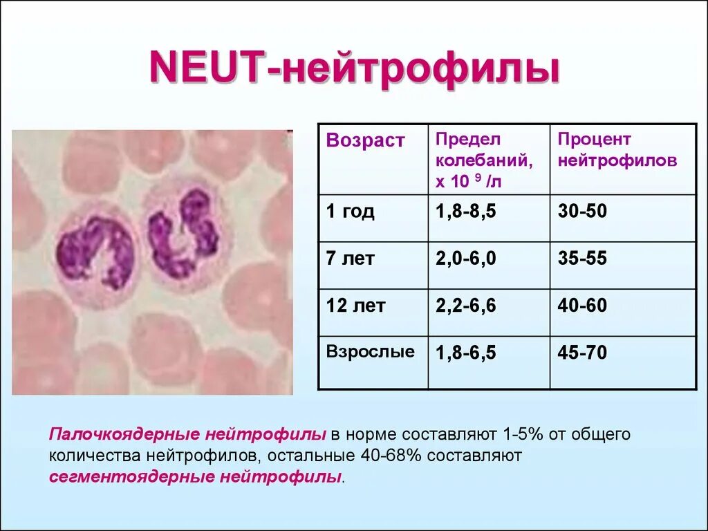 Палочкоядерные понижены