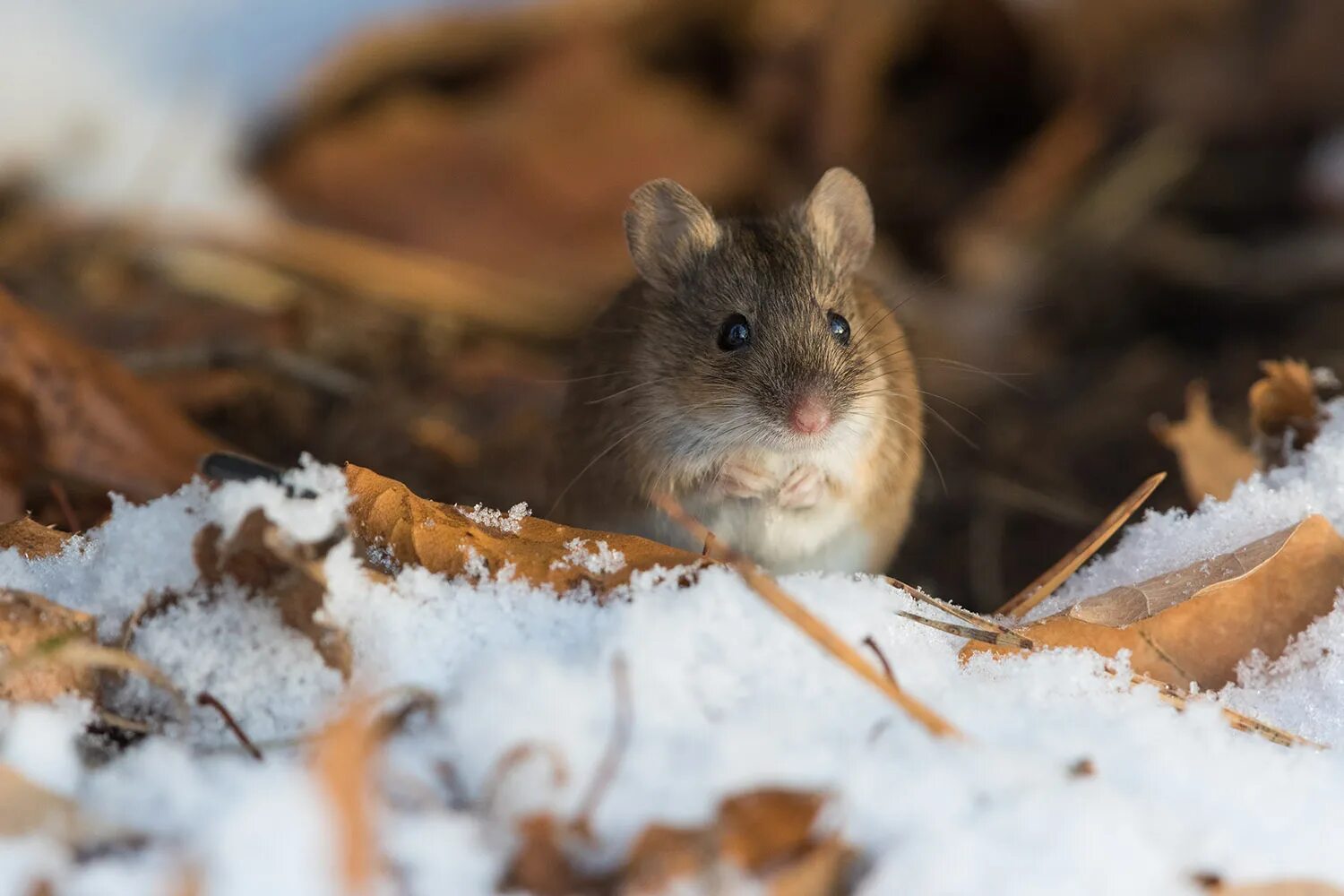 Полевые мыши зимой. Полевка мышь полевка зимой. Полевая мышь Apodemus agrarius. Мышка полевка зимой.