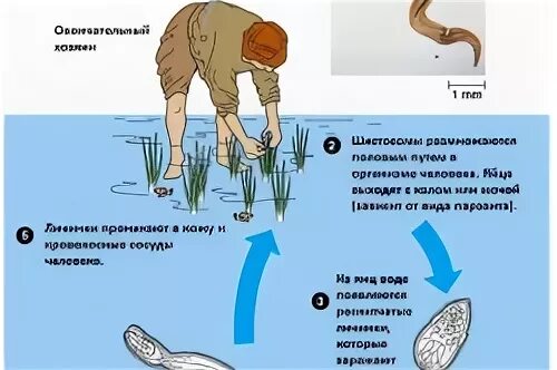 Жизненный цикл шистосом. Шистосома цикл развития. Инвазионная стадия шистосомы. Церкариоз возбудитель.