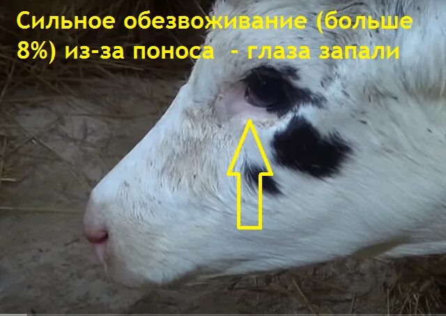 Оценка степени обезвоживания. Обезвоживание у телят. Колибактериоз телят понос. Обезвоживание у телят. Гастроэнтерит молодняка крс.