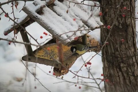 Некоторые птицы зимой