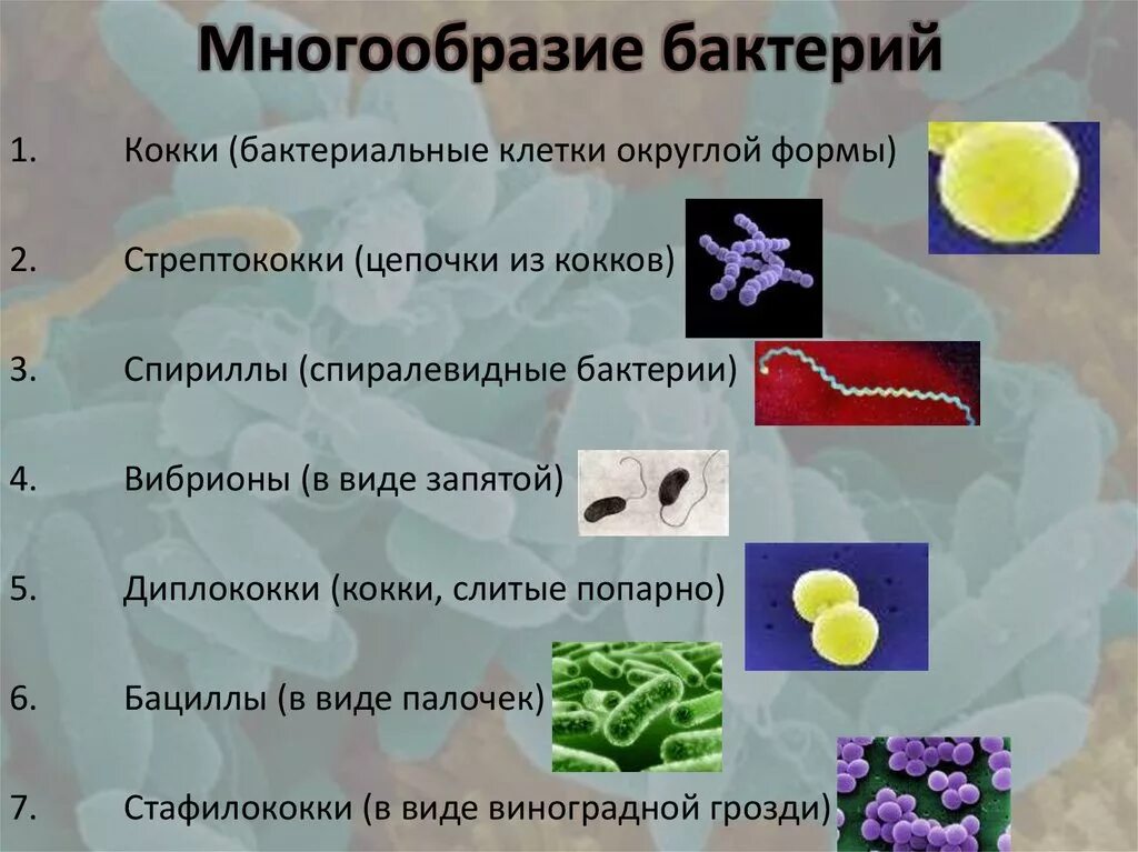 Сделайте вывод о разнообразии форм тела бактерий