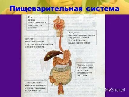 Работа пищеварительной системы человека
