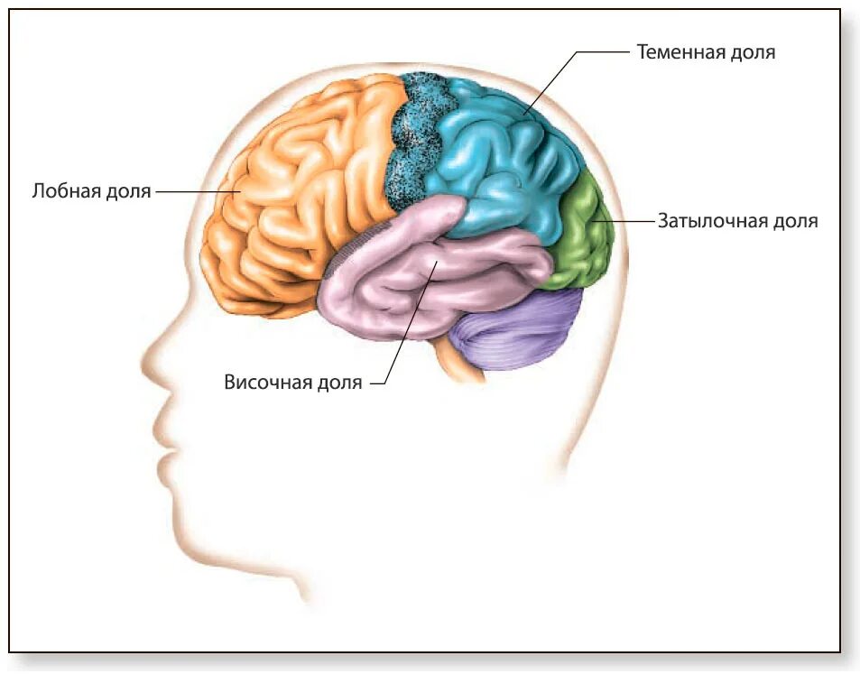 Функции лобной доли головного. Теменная затылочная височная доли мозга.