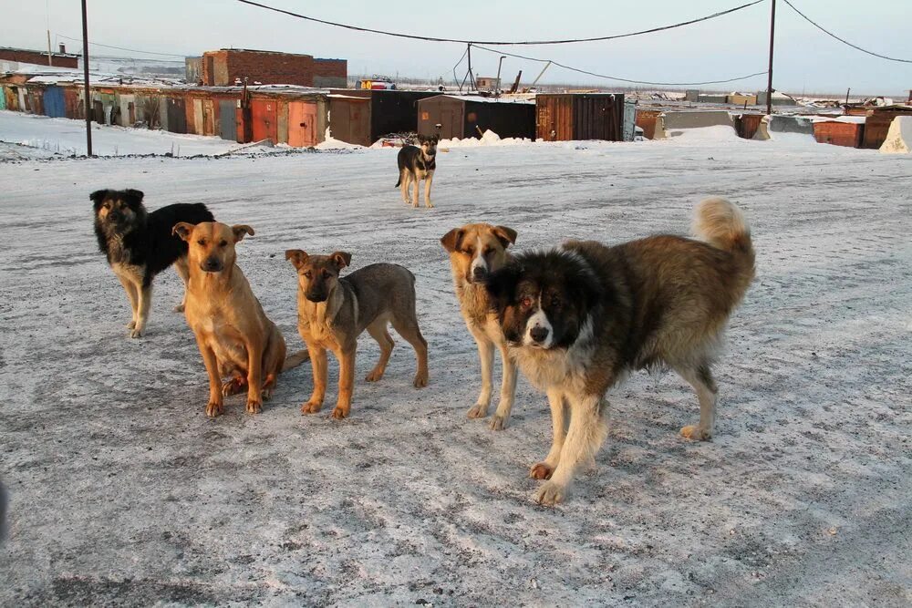 Собака норильск. Собака норильск. Норильские собаки. Собака в норильске. Собака в норильске.
