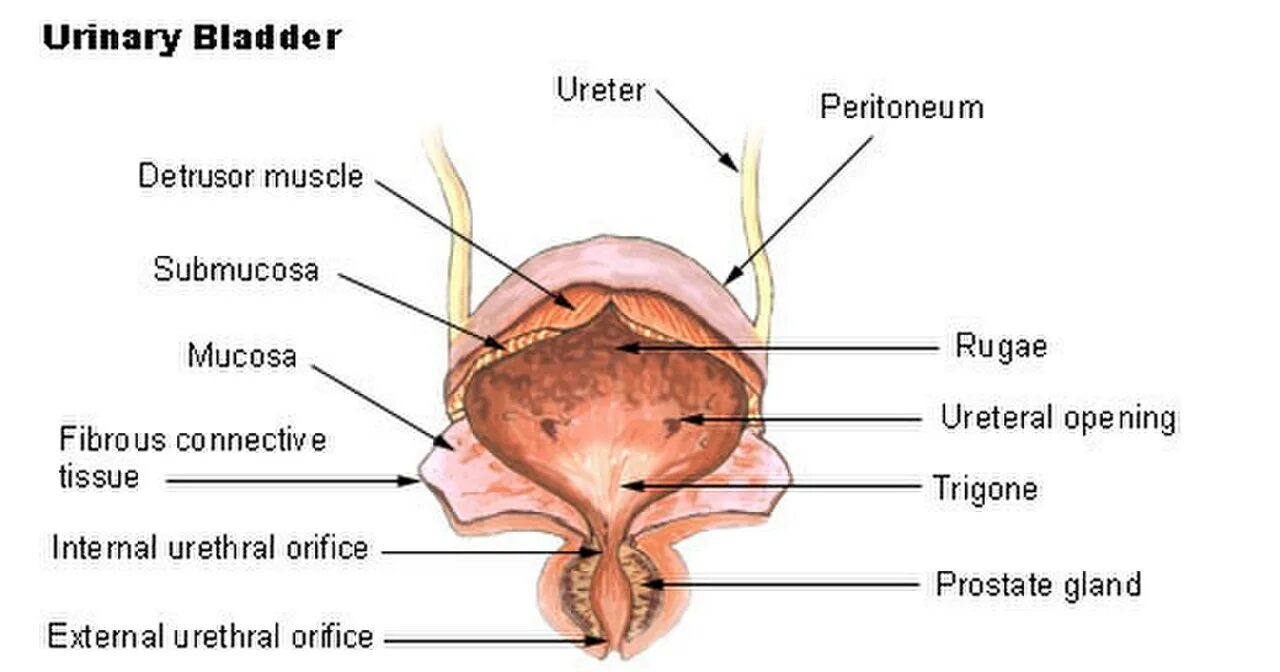 Мочевой пузырь – Vesica urinaria. Мочевой пузырь уретра анатомия. Мочевой пузырь анатомия латынь. Внутреннее строение мочевого пузыря. Сфинктер латынь