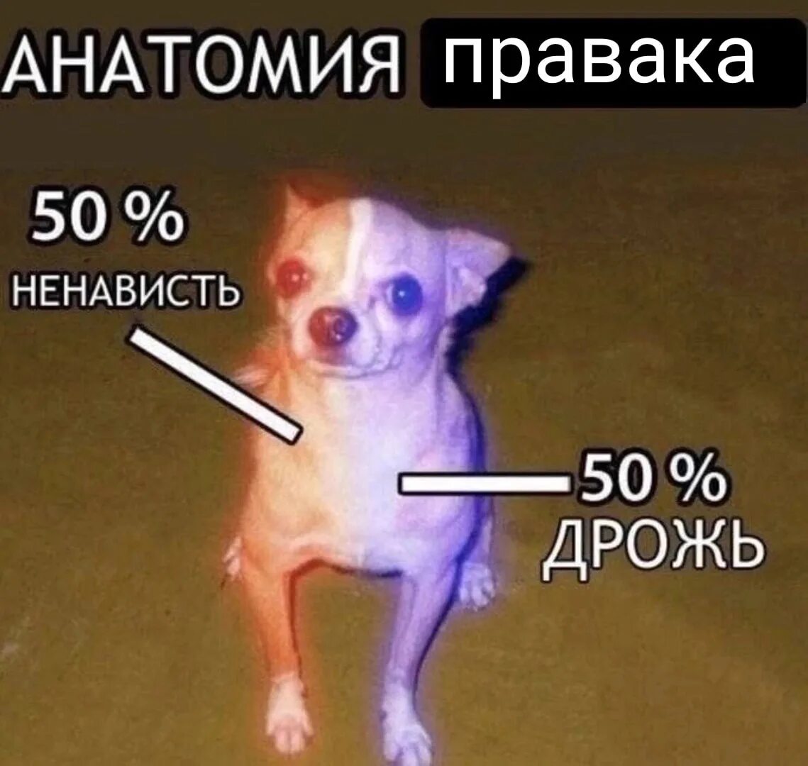 Чихуахуа 50% ненависти 50% дрожи. Чихуахуа ненависть. Маленькая собака Мем. Чихуахуа мемы. Ненавижу страх