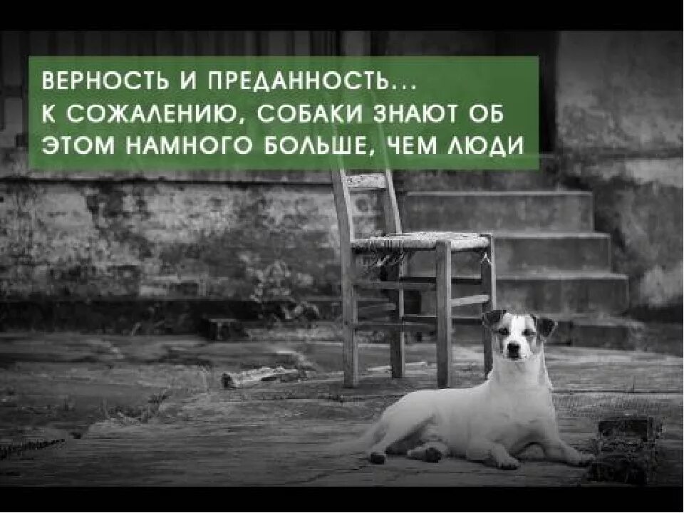 Цитаты со смыслом. Картинки с цитатами со смыслом. Смысл жизни собаки. Цитаты про животных. Смысл жизни собаки.