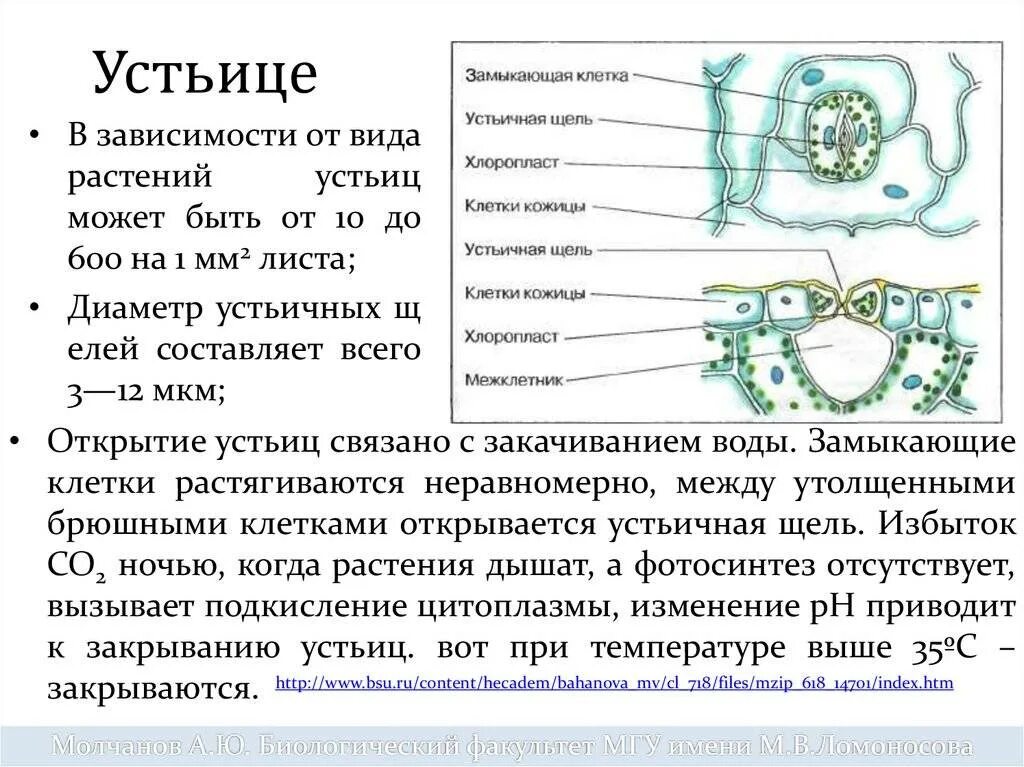 Какое состояние имеет клетка