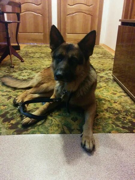 Найдена собака овчарка. Собака ищейка. Ростовская овчарка. Собака коли в нижнекамске. Найдена собака овчарка.