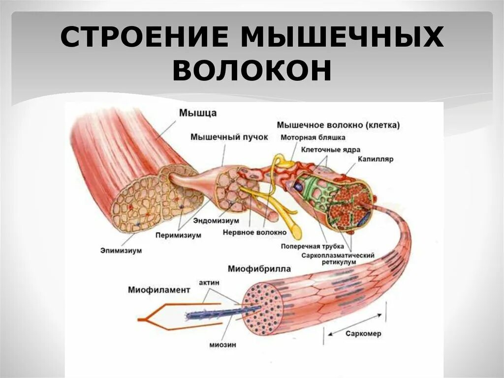 Пучок мышечных волокон скелетной мышцы. Мышечное волокно состоит из ответ. Строение мышечного волокна рисунок. Строение мышечной ткани миофибриллы. Мышечное волокно состоит из ответ.