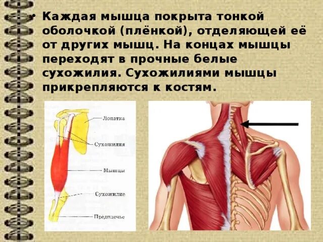 К чему крепятся мышцы. Прикрепление мышц. Мышцы крепятся к. Прикрепление сухожилия к кости. Место крепления мышцы к кости.