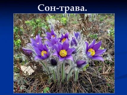 Прострел раскрытый красная книга