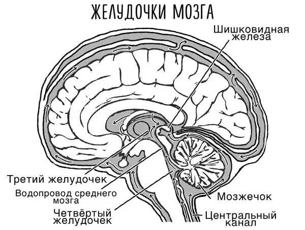 3 желудочек 10. Третий желудочек головного мозга анатомия строение. строение третьего желудочка мозга. 3 желудочек промежуточного мозга. желудочки мозга и сильвиев водопровод.