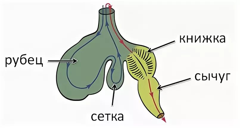 Рубец книжка