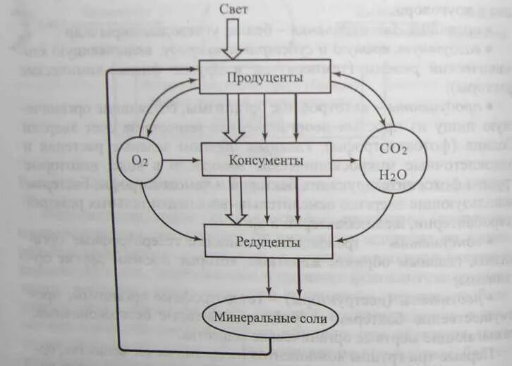 Продуценты тест. Схема взаимодействия продуцентов консументов и редуцентов. круговорот редуценты продуценты консументы. продуценты консументы и редуценты это. продуцентв консументы ред.