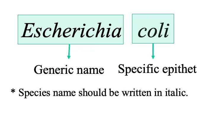 Specific name
