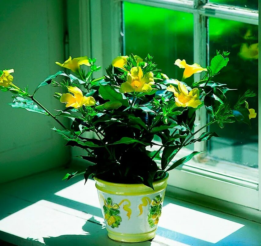 Желтый комнатный цветок название. Алламанда цветок. Алламанда грандифлора. Алламанда комнатная. Алламанда в горшке.