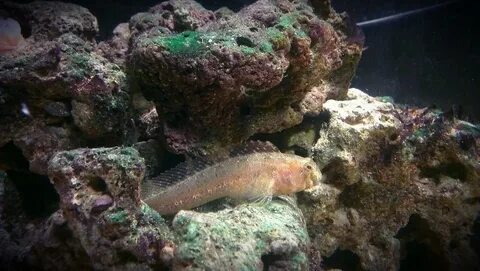 Монша порносындағы жасырын камера