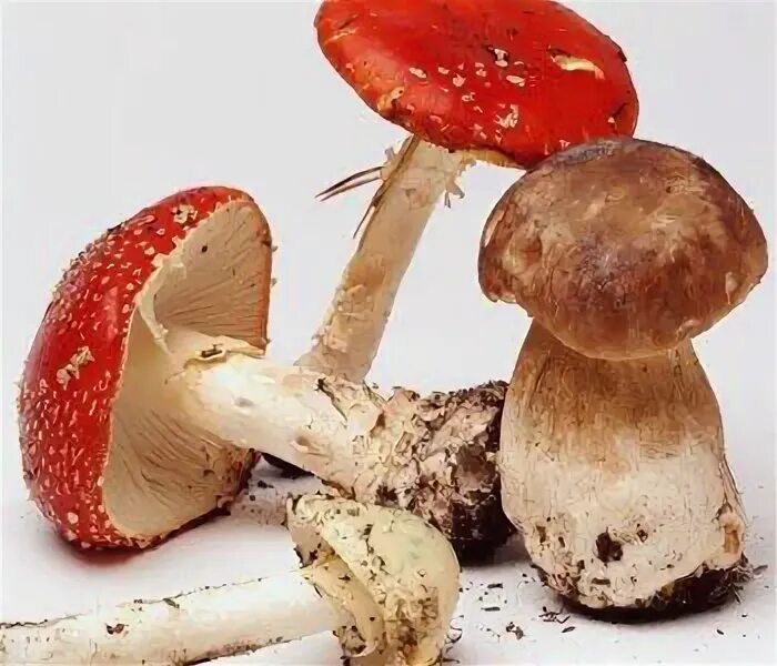 Можно грибы при гастрите