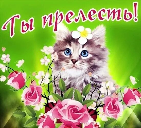 Прелестная красавица. Прелесть открытка. открытка ты моя прелесть. ты прелесть. ты прелесть, красавица.