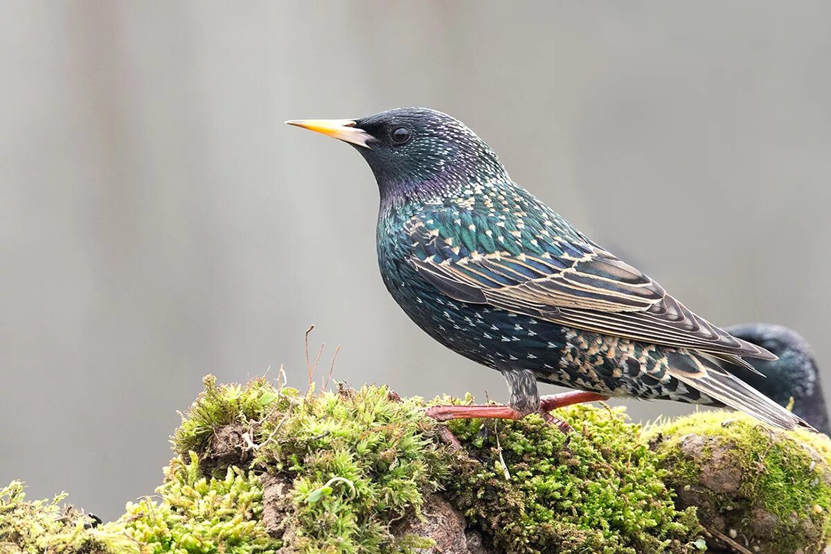 Донские птицы. Скворец с открытым клювом. Скворец. Изумрудный скворец. Скворец поет.