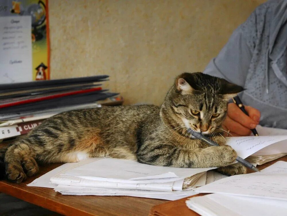 Кот учится. Кот пишет письмо. Коты учат уроки. Кот учит уроки